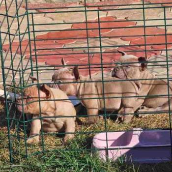 American Bully pocket i egzotic u lilac i coko boji