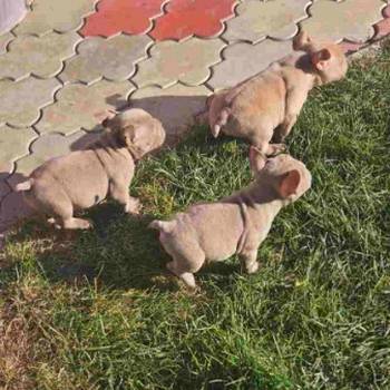 American Bully pocket i egzotic u lilac i coko boji