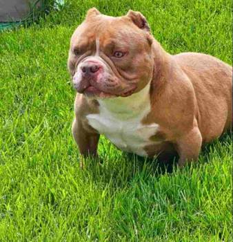 American Bully pocket i egzotic u lilac i coko boji