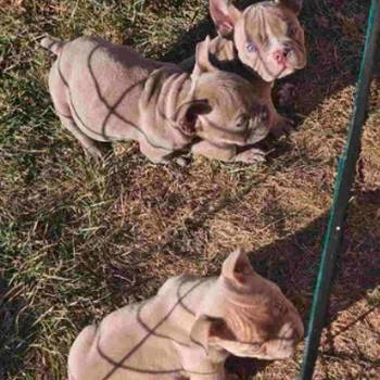 American Bully pocket i egzotic u lilac i coko boji