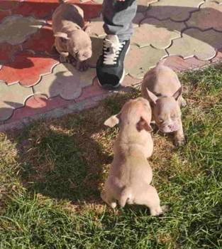 American Bully pocket i egzotic u lilac i coko boji