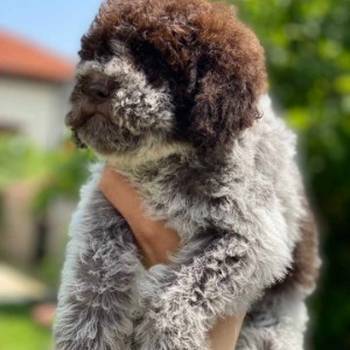 Novo leglo Lagotto romangolo