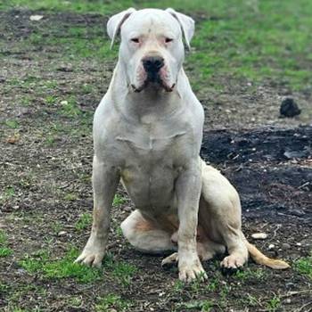 Dogo Argentino,mužijak slobodan za parenje