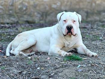 Dogo Argentino,mužijak slobodan za parenje