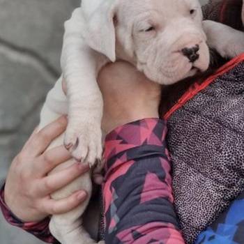 Dogo Argentino,mužijak slobodan za parenje