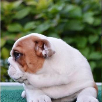 Engleski Buldog