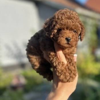 Stenci toy i mini pudle vrhinske genetike