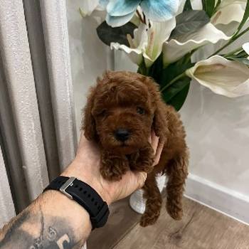 Toy pudle vrhunski kvalitet