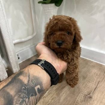 Toy pudle vrhunski kvalitet