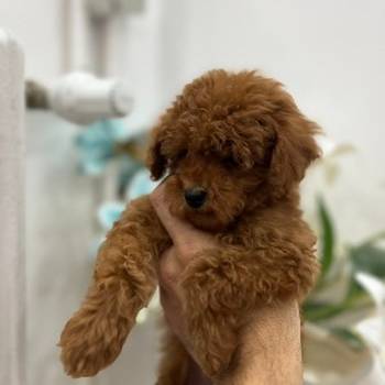 Toy pudle vrhunski kvalitet