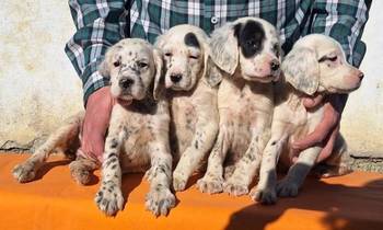 Engleski Seter štenci