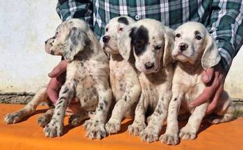 Engleski Seter štenci