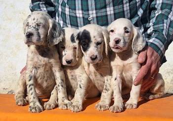 Engleski Seter štenci