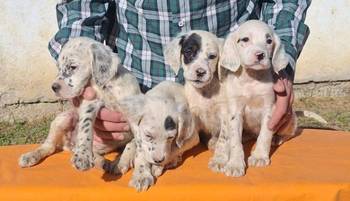 Engleski Seter štenci