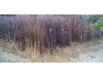 Rasadnik nastic SAŠE prodaja voćnih sadnica