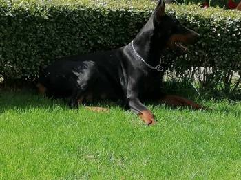 Doberman - skotna zenka