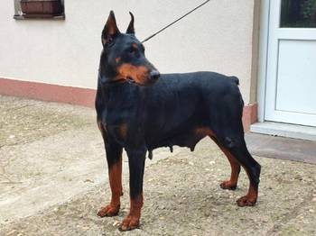 Doberman - skotna zenka