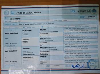 Doberman - skotna zenka