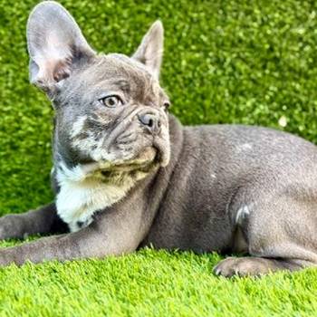 Prelepi štenci Francuskog Buldoga