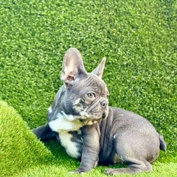 Prelepi štenci Francuskog Buldoga