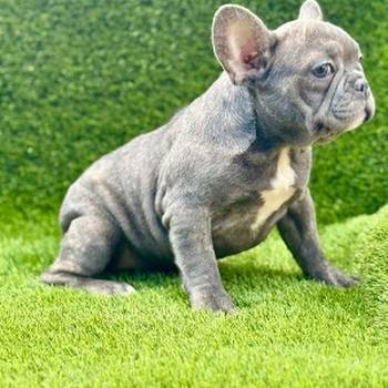 Prelepi štenci Francuskog Buldoga