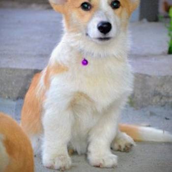 Welsh Corgi Pembroke štenci