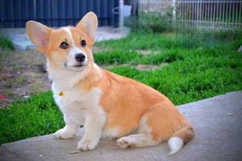 Welsh Corgi Pembroke štenci