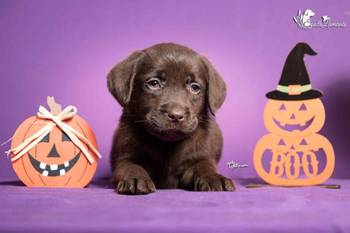 Štenci Labrador retrivera na prodaju!