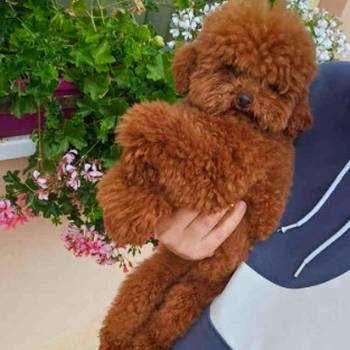 Najmanje pudle, od najlepsih roditelja u Evropi