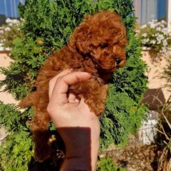 Najmanje pudle, od najlepsih roditelja u Evropi