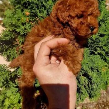 Najmanje pudle, od najlepsih roditelja u Evropi