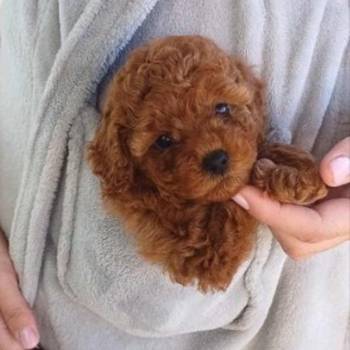 Neodoljivi stenci Toy pudle