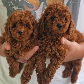 Neodoljivi stenci Toy pudle