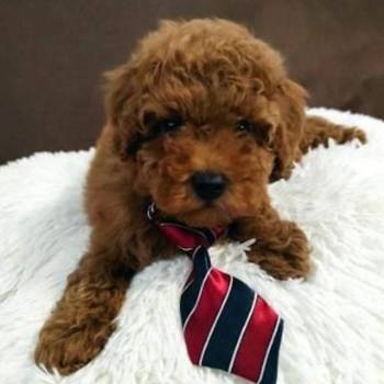 Neodoljivi stenci Toy pudle