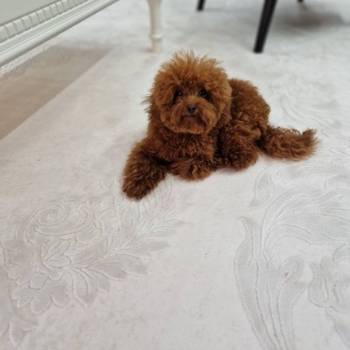 Neodoljivi stenci Toy pudle