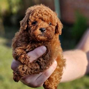 Neodoljivi stenci Toy pudle