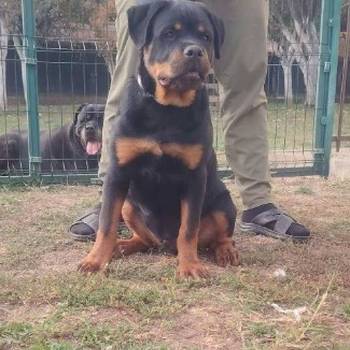 Rotvajler, vrhunsko leglo