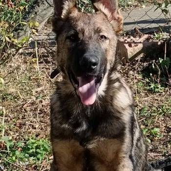 Nemački ovčar štenci