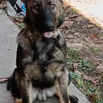 Nemački ovčar štenci