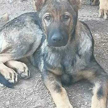 Nemački ovčar štenci