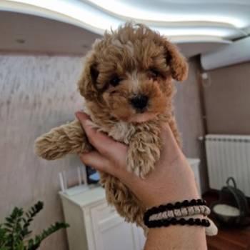 Neodoljivi stenci maltipoo