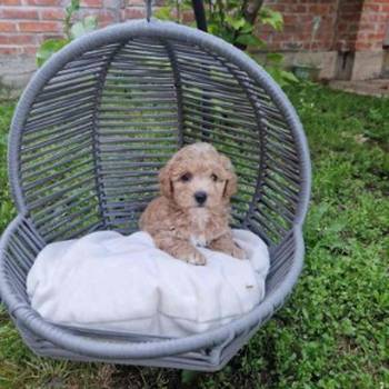 Neodoljivi stenci maltipoo