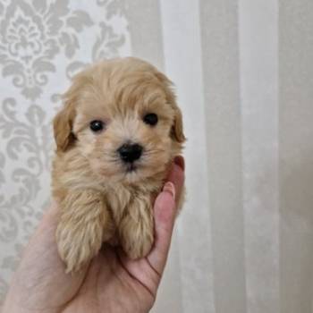 Neodoljivi stenci maltipoo