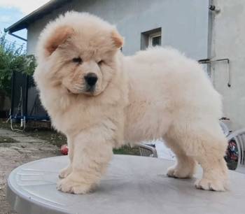 Na prodaju dva mužjaka chow chow stari tri meseca