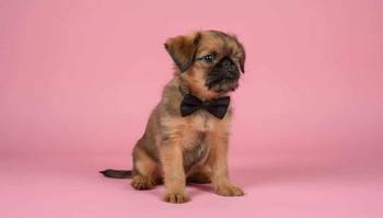 Briselski Grifon – vrhunsko muško štene