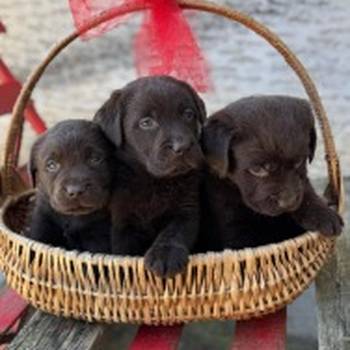 Labrador retriver štenci