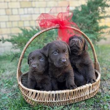 Labrador retriver štenci