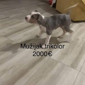 Pit bull terijer