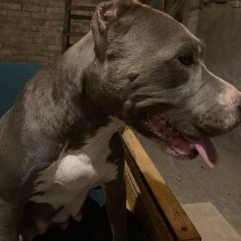 Pit bull terijer