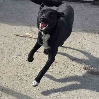 Mlado štene crne mešanke, udomljavanje!